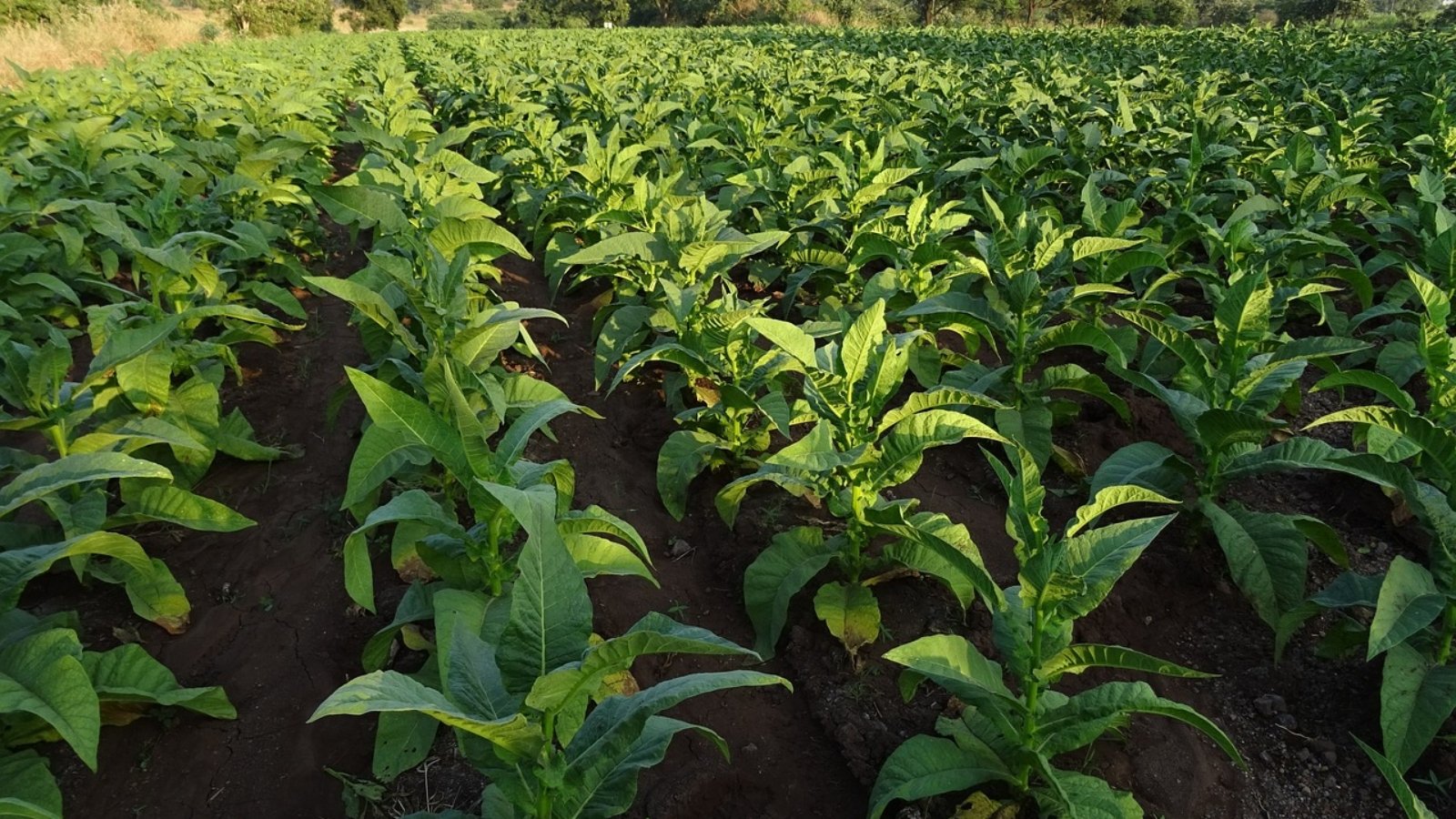 tobacco-1831799_1280