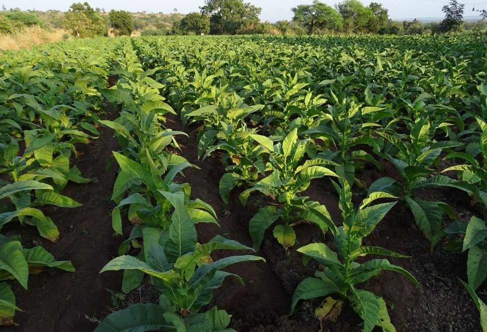 tobacco-1831799_1280